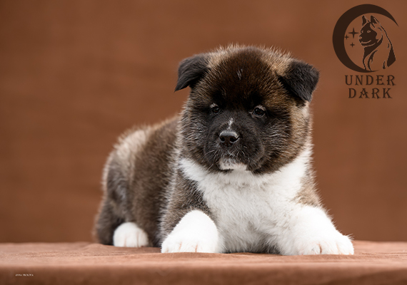 Щенки Американской акиты